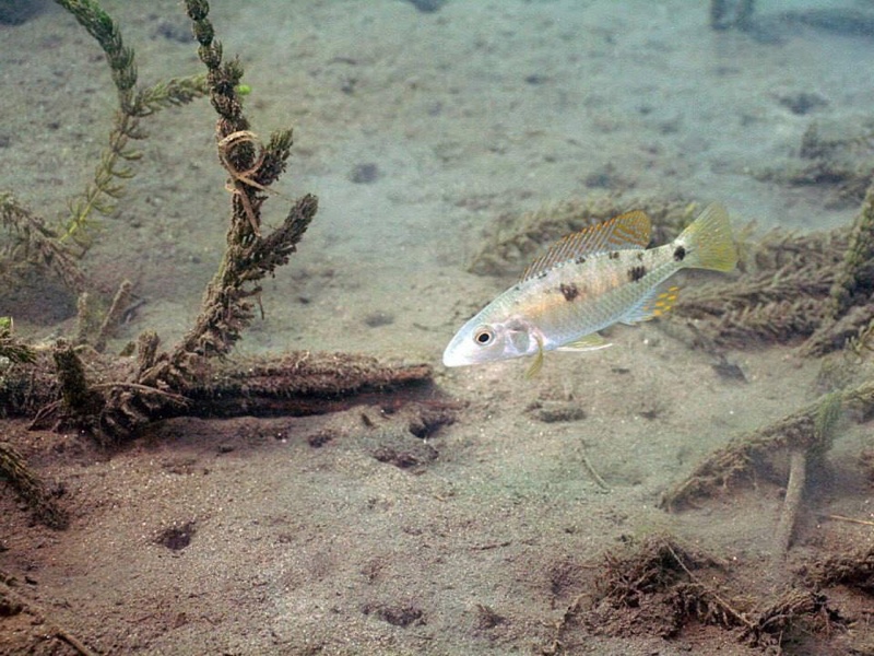 Stigmatochromis pholidophorus 'Chiofu'